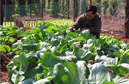 Sức ép từ di cư tự do ở Tây Nguyên